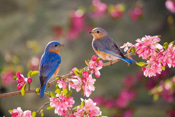 Cara Menarik Bluebird ke Backyard 12 Tips Anda Berfungsi