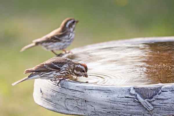 Wie man ein Vogelbad richtig reinigt