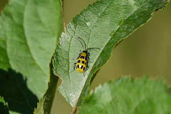 Comment se débarrasser des coléoptères du concombre