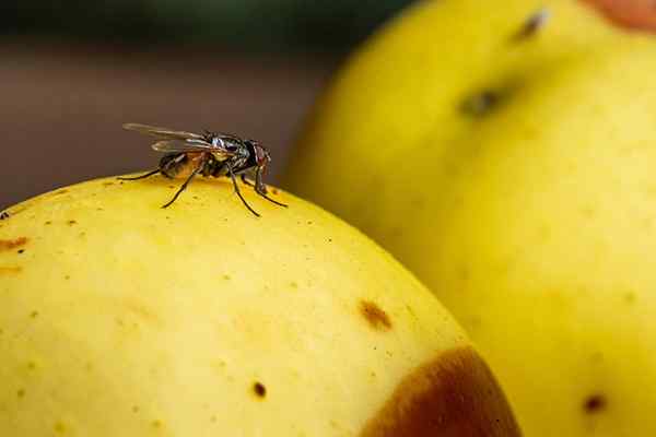 Comment se débarrasser des mouches dans la maison