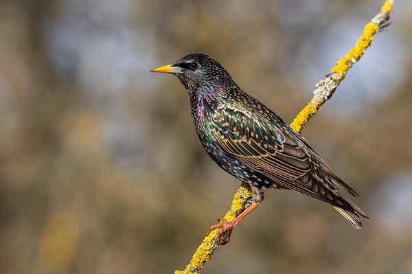 Cara Menghilangkan Starlings dengan berkesan dan manusia