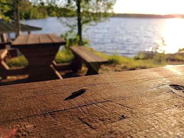 So werden Holzwürmer los, um Ihre Outdoor -Möbel zu schützen