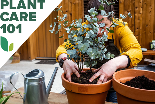 Como cultivar uma fábrica de eucalipto dentro de casa