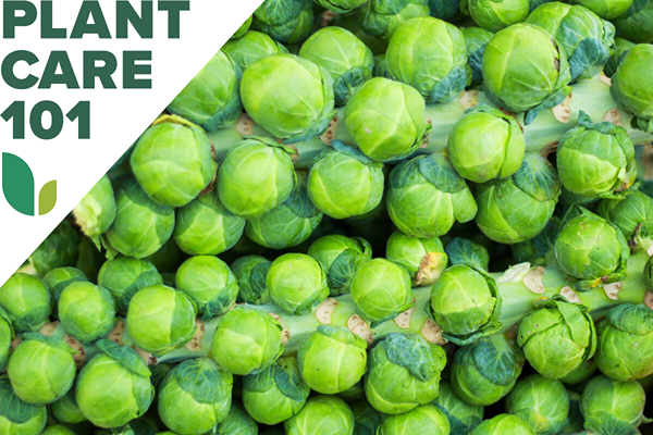 Cara Menanam Brussels Sprouts