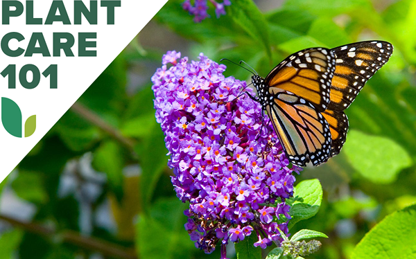 Comment faire pousser Butterfly Bush