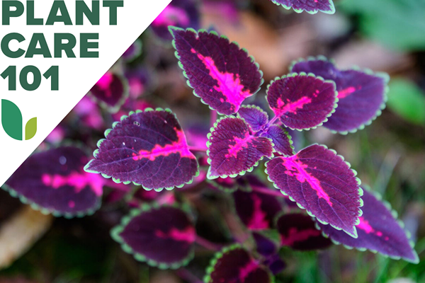 Comment cultiver Coleus