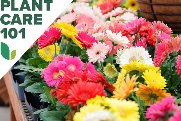 Como cultivar margaridas Gerbera