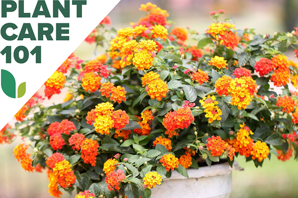 Comment cultiver Lantana