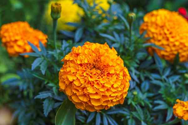 Cara Menumbuhkan Marigolds