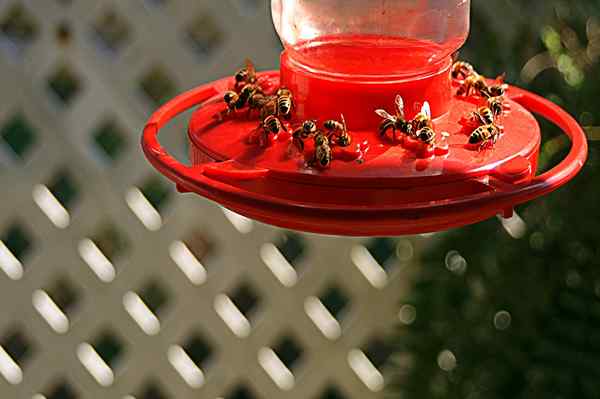 Cómo mantener a las abejas alejadas de los comederos de colibríes sin dañarlos