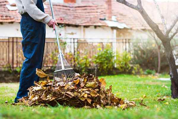 Comment choisir le meilleur service d'élimination des feuilles après avoir recherché «l'élimination des feuilles près de moi»