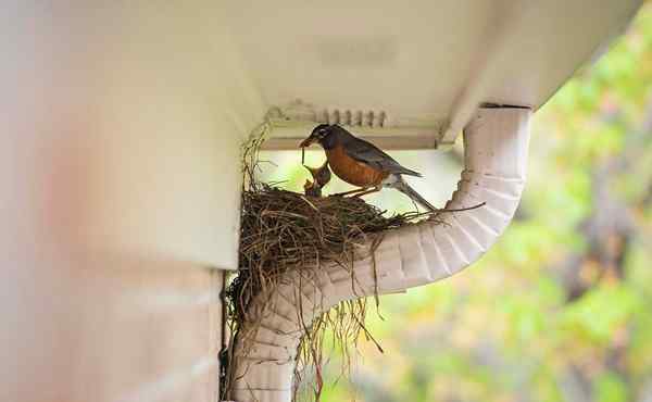 Comment s'attaquer à l'élimination du nid d'oiseau en 6 étapes