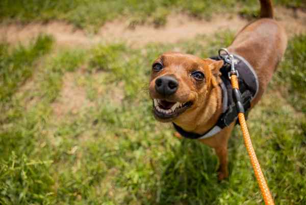 É fazer xixi de cachorro matando grama no seu quintal? Veja como consertar