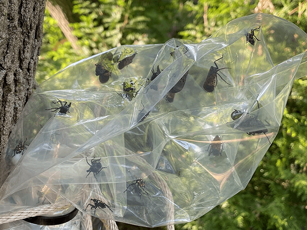 Apakah produk $ 50 ini adalah senjata rahasia untuk menyingkirkan lanternflies berbintik -bintik?