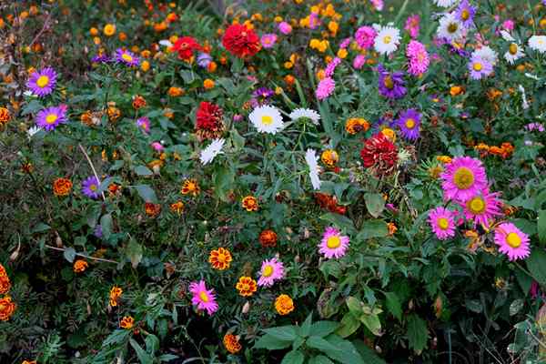 Bloomers lewat 25 bunga musim panas untuk menyimpan warna di taman anda