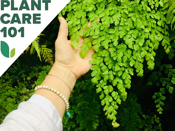 Maidenhair Fern opiekuje się, jak opanować tę kochającą wilgoć roślinę domową