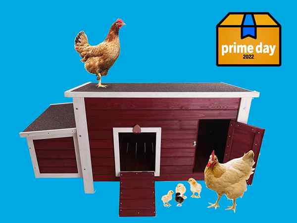 Nuestro gallinero favorito está a la venta para Prime Day