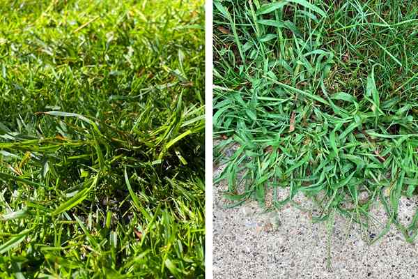 Quackgrass vs. Crabgrass yang Weed Notorious menyerang rumput anda?