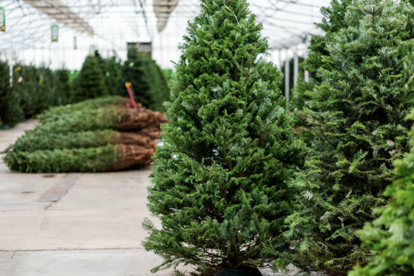 Diselesaikan! Berapa lama pokok Krismas bertahan?