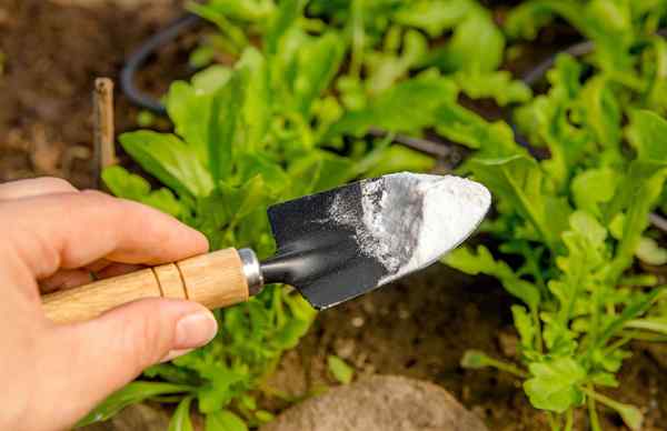 Résolu! Le grand débat sur l'utilisation du sel pour tuer les mauvaises herbes