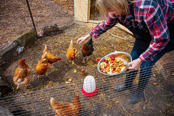 Les 10 meilleurs types de poulets pour les coopératives d'arrière-cour