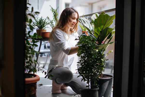 As 12 maiores tendências de plantas domésticas para 2023