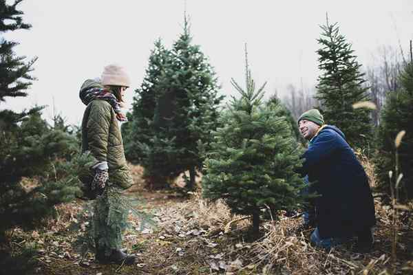 Los 7 mejores tipos de árboles de Navidad para su hogar