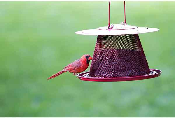 Les meilleurs mangeoires d'oiseaux pour les cardinaux de 2023