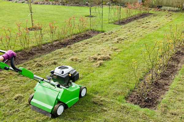 Pisau Dethatching Terbaik 2023