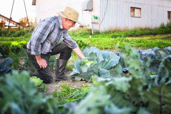 Las mejores botas agrícolas de 2023