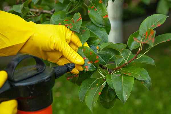 Los mejores insecticidas para huertos de 2023