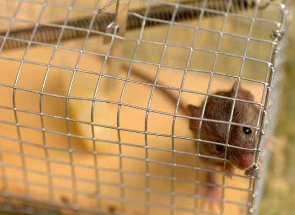 Les meilleurs pièges de souris de 2023