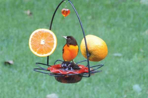 Die besten Oriole -Feeder von 2023