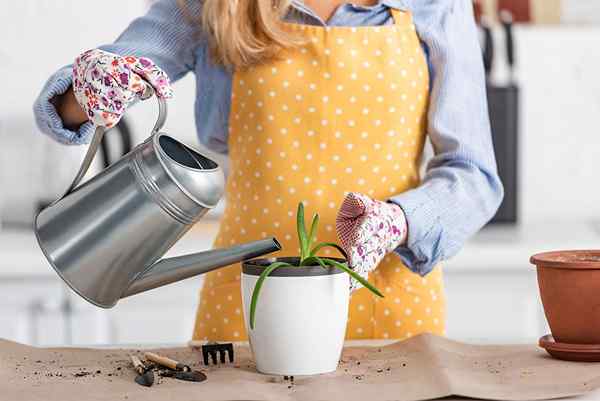 Os melhores vasos para plantas de aloe de 2023