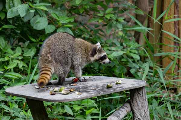 Umpan raccoon terbaik pada tahun 2023