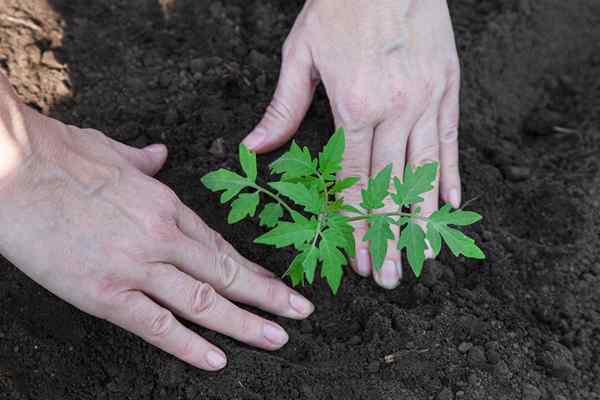 El mejor suelo para los tomates de 2023