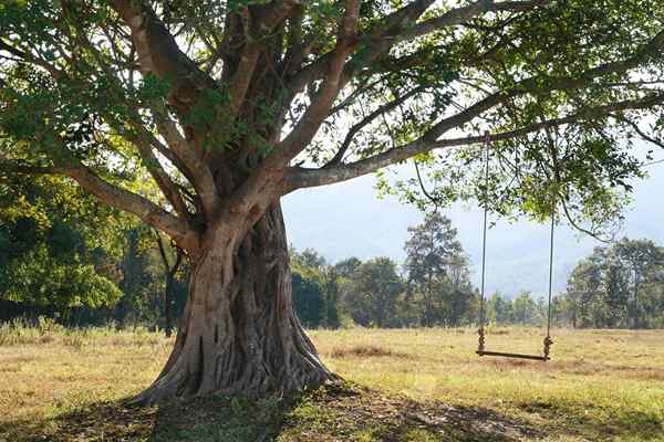 Les meilleures balançoires d'arbres de 2023