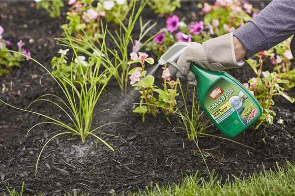 Los mejores asesinos de hierba para los macizos de flores de 2023