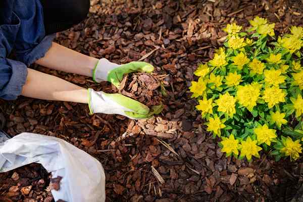 Le dos et à ne pas faire du paillage du jardin