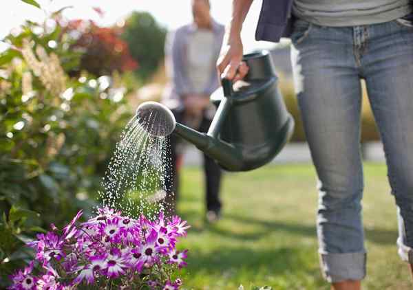 Os prós e o que não estão de regar plantas