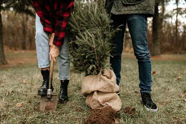 Fatigué de tuer des arbres chaque Noël? Essayez un arbre de Noël vivant