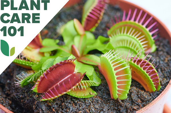 Venus Flytrap Care 101 Como cultivar esta planta carnívora dentro de casa