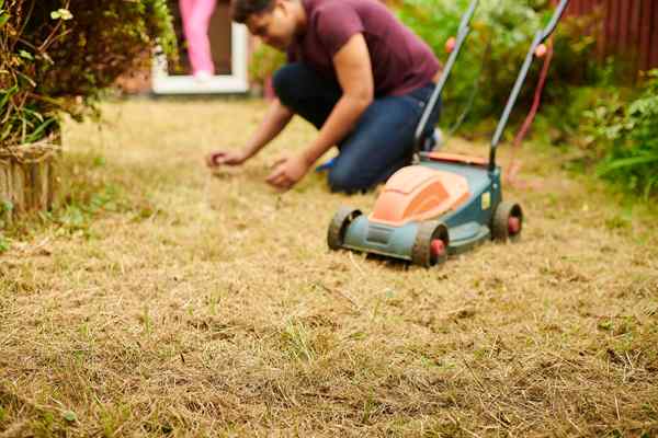 Apakah tanda-tanda rumput yang tertekan panas, dan apa yang boleh anda lakukan mengenainya? Kami bercakap dengan pakar untuk mengetahui