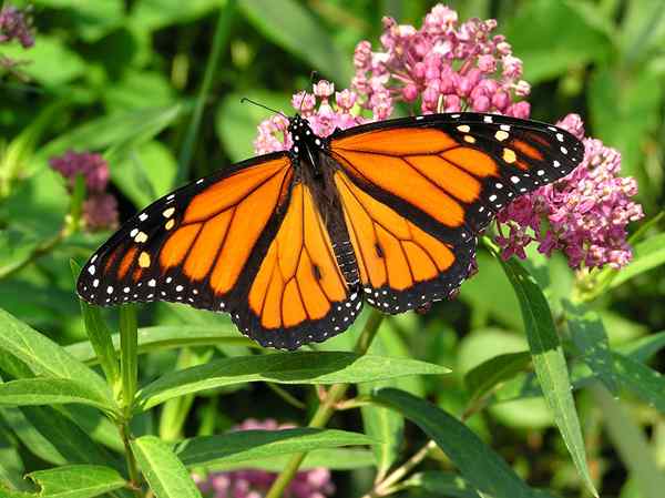 Por qué debería importarle que la población de mariposas monarca esté disminuyendo