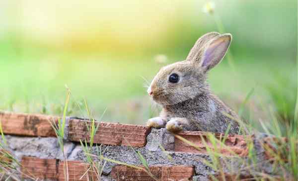 10 solutions intelligentes pour garder les animaux hors du jardin sans leur nuire