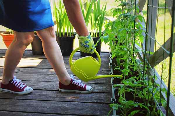 10 cosas que cada nuevo jardinero necesita saber