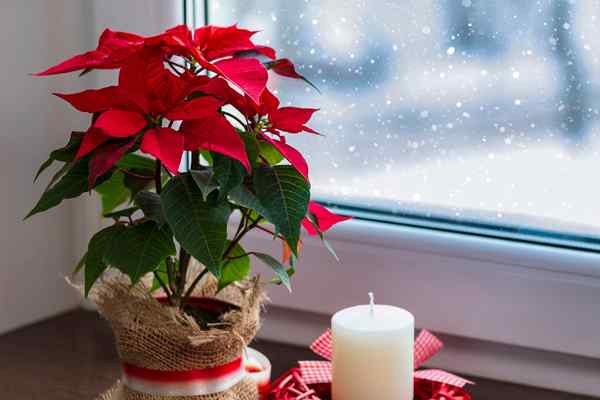 11 plantes de Noël qui animeront votre décoration de vacances