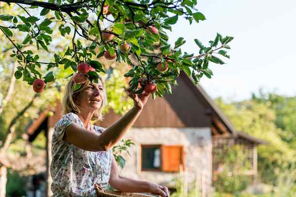 11 variétés de pommiers résistantes à la maladie