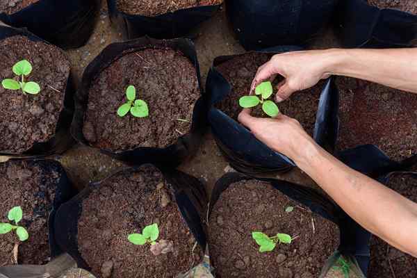 11 Coisas importantes a saber sobre Grow Bag Gardening