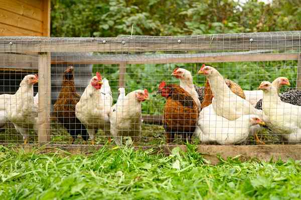 11 perkara yang anda perlukan jika anda menaikkan ayam belakang rumah